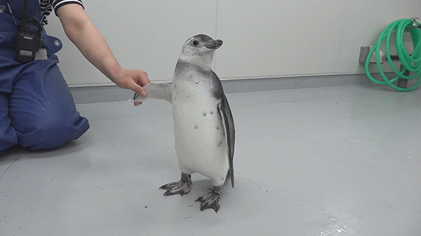 この記事の写真