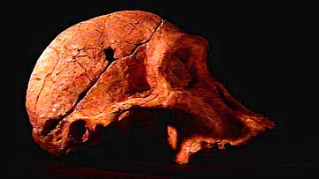 スタークフォンテン・スワートクランズ・クロムドライおよび周辺の人類化石地区