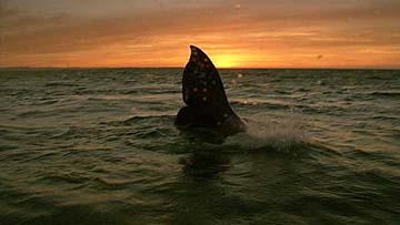 ビスカイノ湾のクジラ保護区