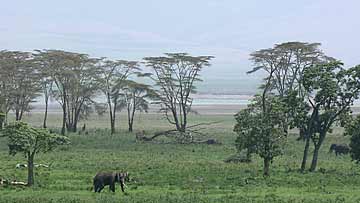 世界遺産 第305回 ンゴロンゴロ自然保護区 On Air Highlight