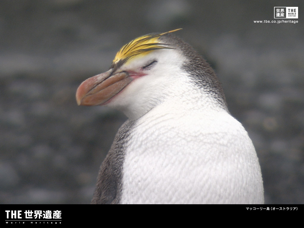 特集 最南端の世界遺産 マッコーリー島 Tbsテレビ The世界遺産