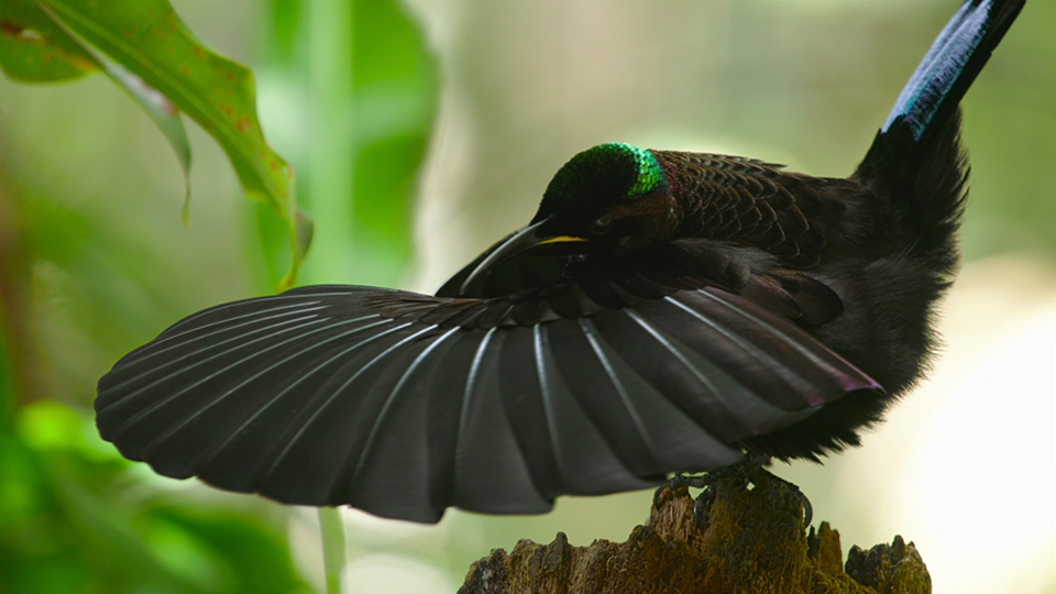 「クイーンズランドの湿潤熱帯地域 〜 恐竜時代から続く 世界最古の森」ギャラリー|TBSテレビ:世界遺産
