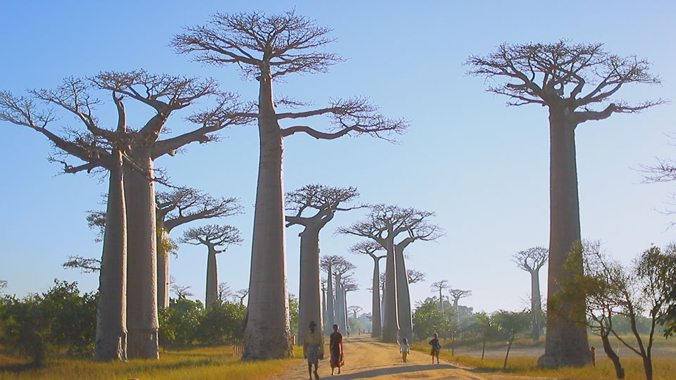 「奇妙な生き物の島 マダガスカル」ギャラリー|TBSテレビ:世界遺産