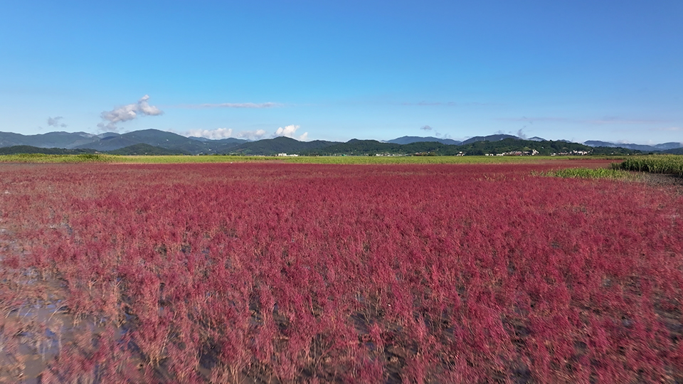 「ゲッボル：韓国の干潟 〜 自然の驚異！絶景の赤い干潟」ギャラリー｜TBSテレビ：世界遺産