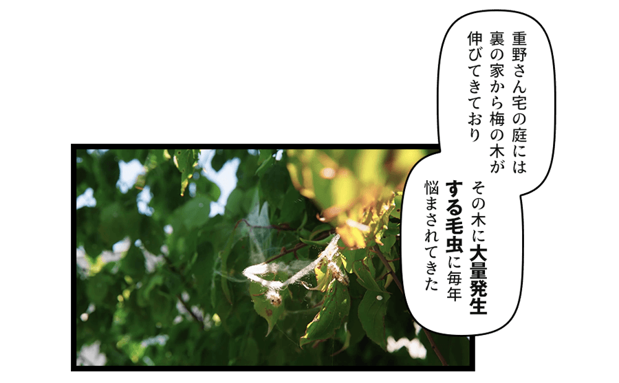 「重野さん宅の庭には裏の家から梅の木が伸びてきており　その木に大量発生する毛虫に毎年悩まされてきた