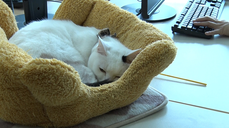 猫の為にお金を払う会社！？