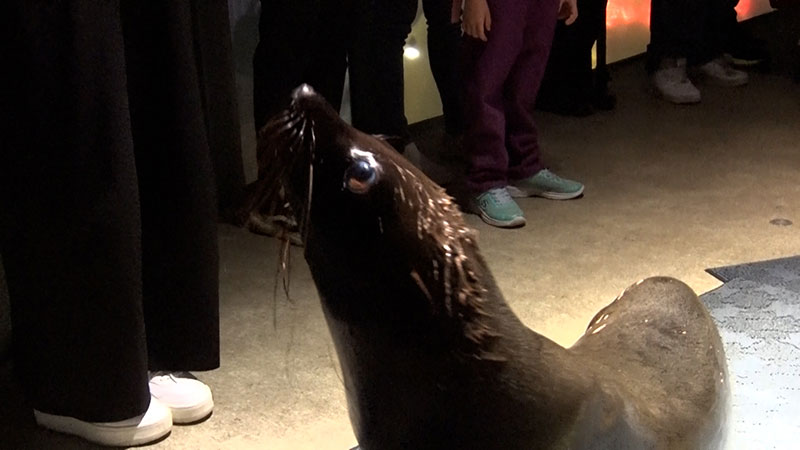 オットセイファン感謝祭！