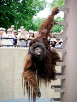 オランウータン