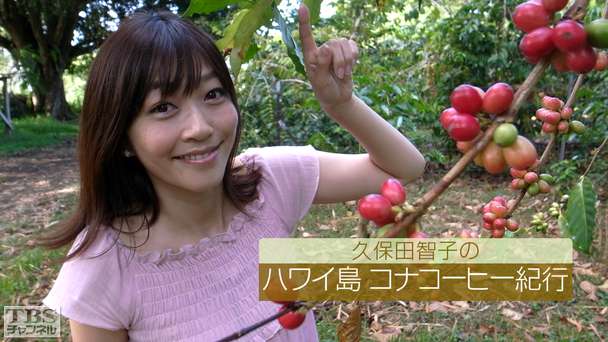 久保田智子のハワイ島 コナコーヒー紀行