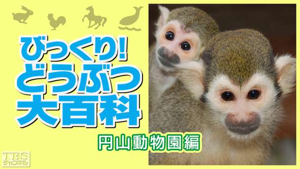 びっくり！どうぶつ大百科〜円山動物園編〜