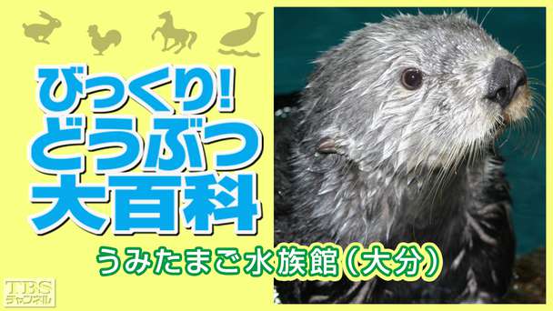 びっくり！どうぶつ大百科〜うみたまご水族館（大分）〜