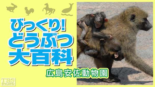 びっくり！どうぶつ大百科〜広島安佐動物園〜