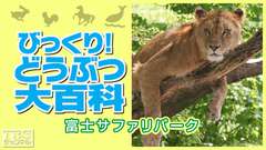 びっくり!どうぶつ大百科〜富士サファリパーク〜
