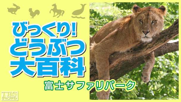 びっくり！どうぶつ大百科〜富士サファリパーク〜