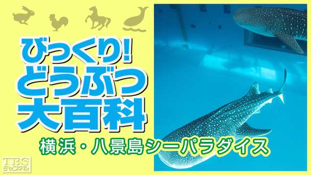 びっくり！どうぶつ大百科〜横浜・八景島シーパラダイス〜