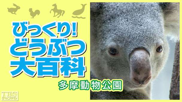 びっくり！どうぶつ大百科〜多摩動物公園〜