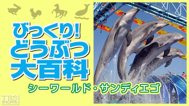 びっくり！どうぶつ大百科〜シーワールド・サンディエゴ〜