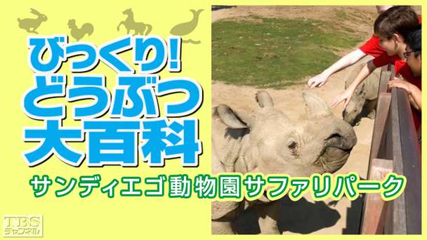 びっくり！どうぶつ大百科〜サンディエゴ動物園サファリパーク〜
