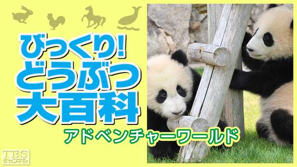 びっくり！どうぶつ大百科〜アドベンチャーワールド〜